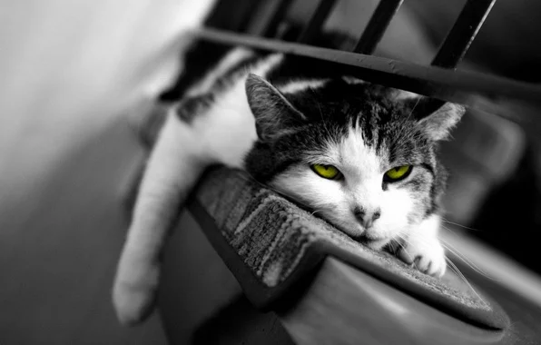 kot-sonnyy-son-koshka.webp