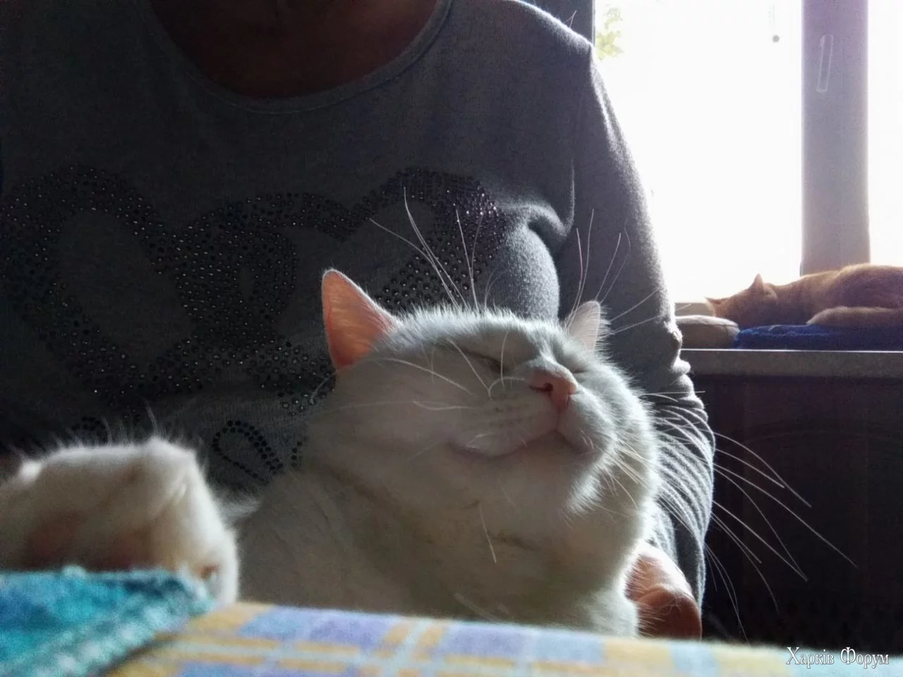  кот.webp