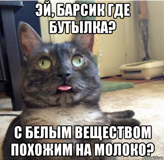 kot-zavis_117691065_orig_.webp