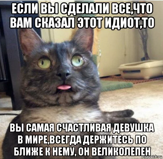 kot-zavis_118247365_orig_.webp