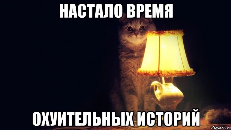 kot_20832350_big_.webp