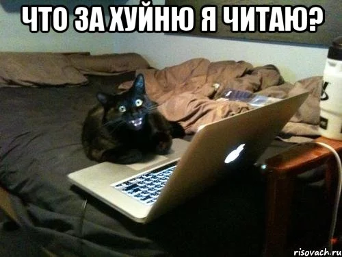 kot_58705754_orig_.webp