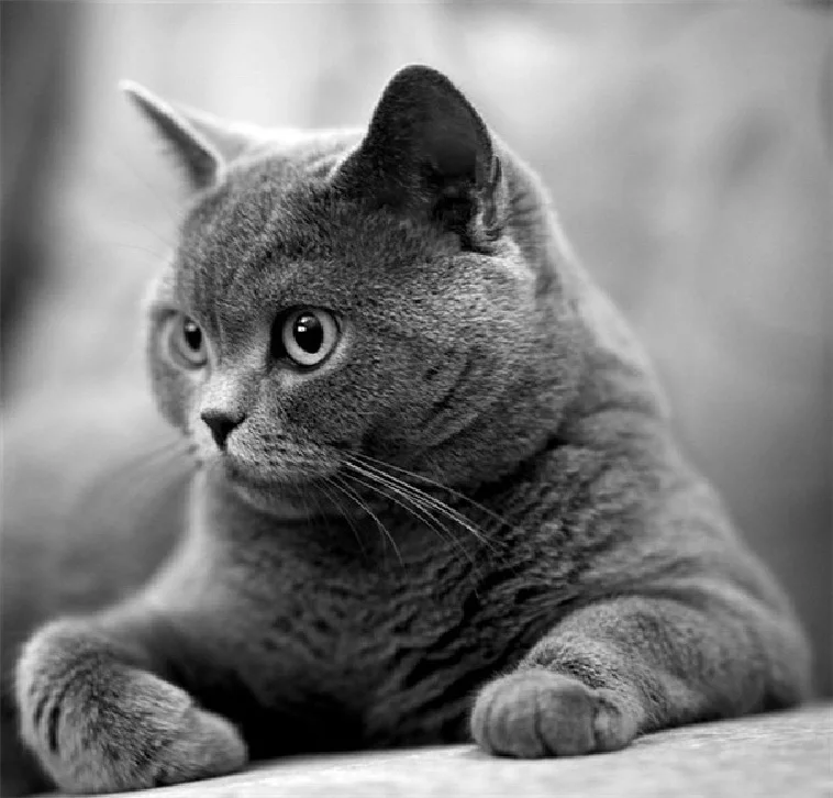 kot_krysolov.webp