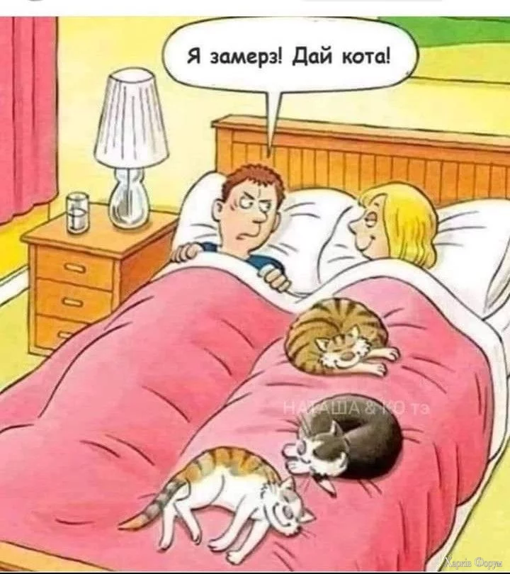  кота!.webp