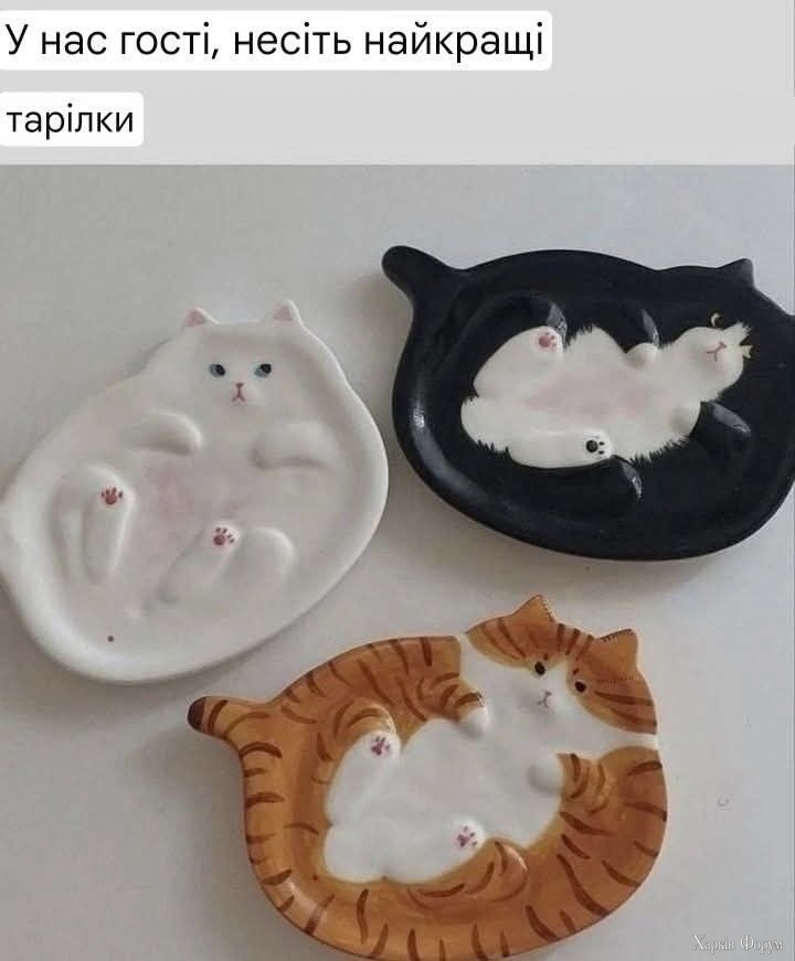 коти найкращі тарілки.jpg