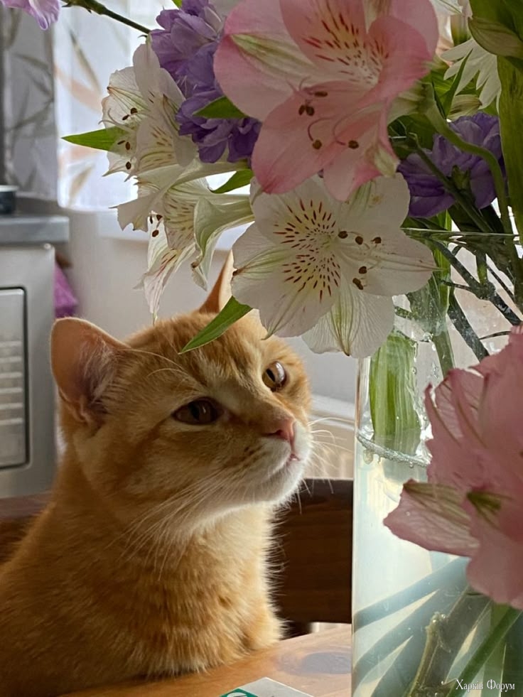 Котик.jpeg