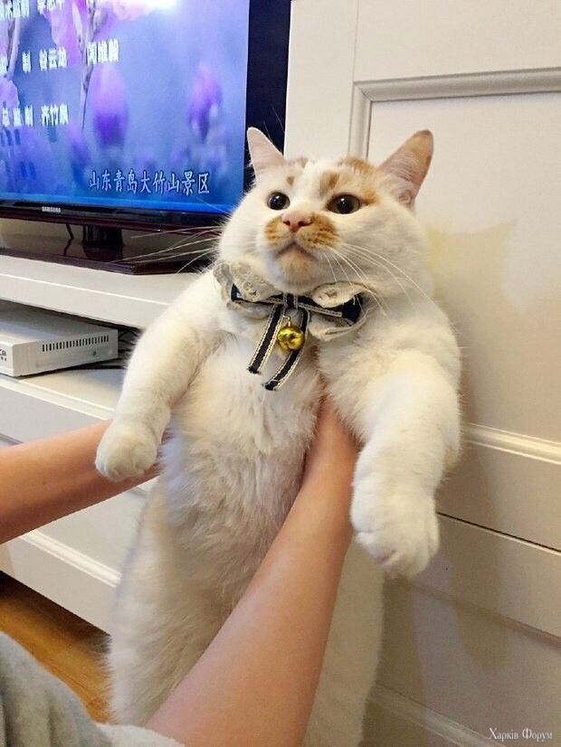 котик місце від баночки паштету.jpg