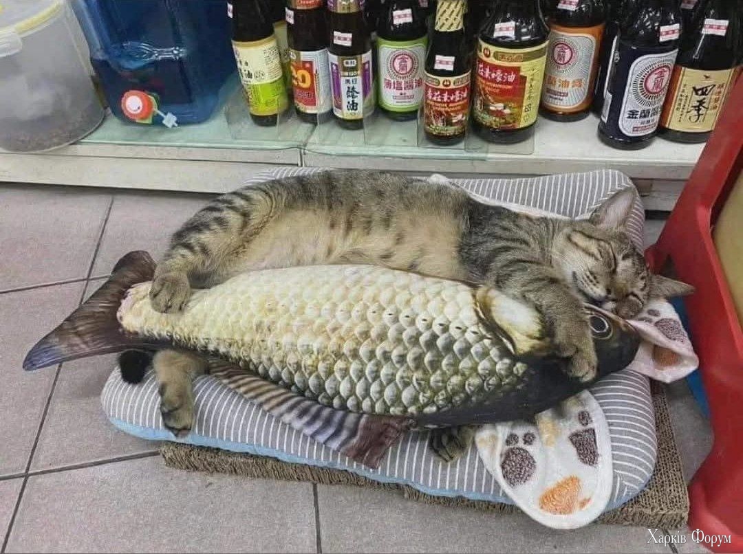 котик рибов.jpg