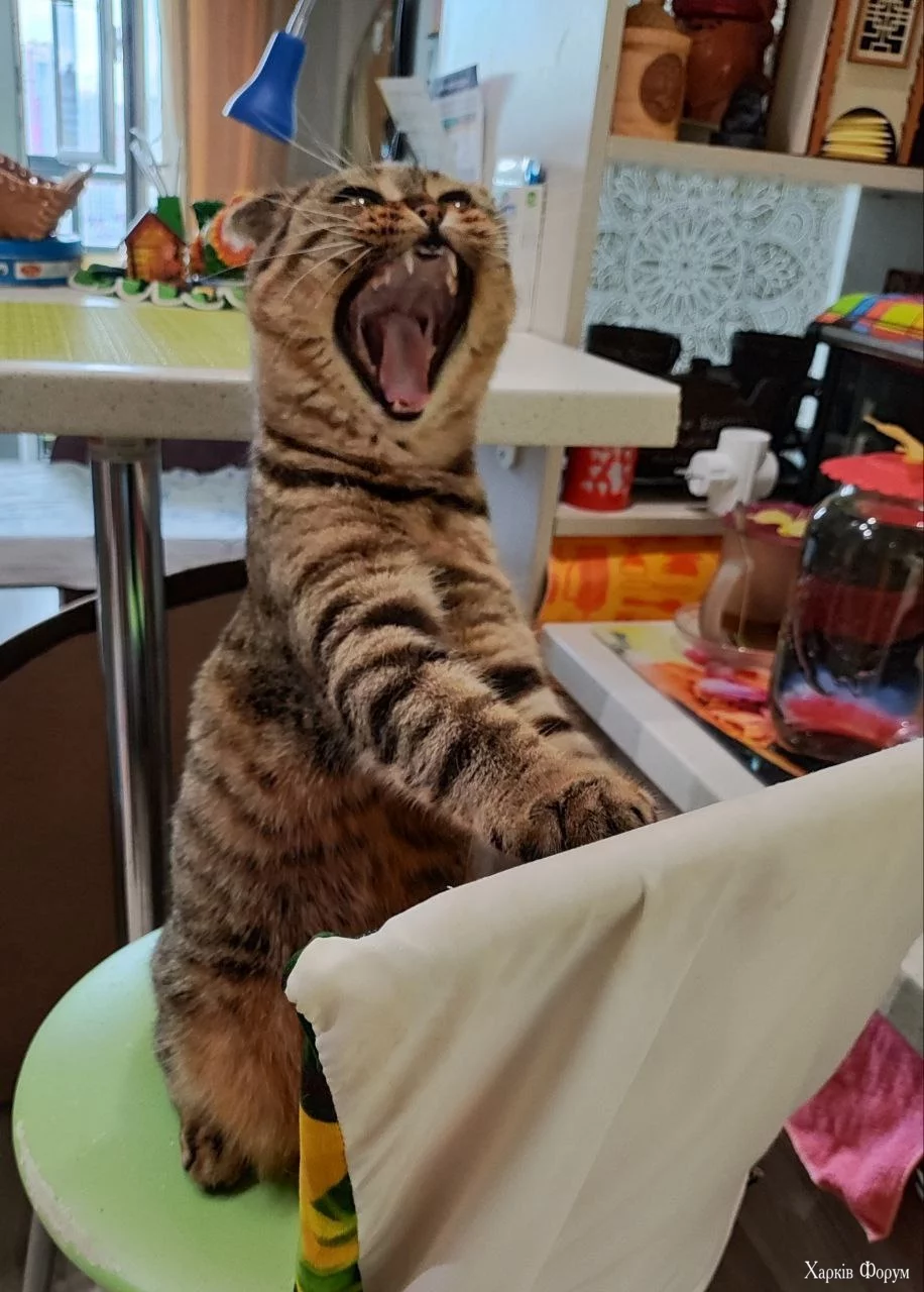  котик.webp