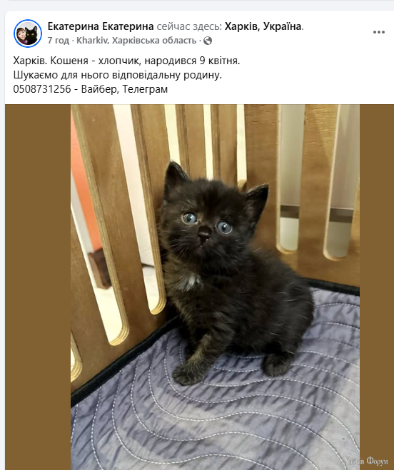 котик5.PNG