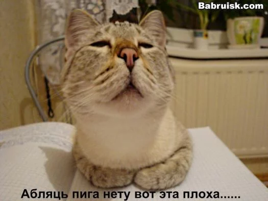 koto.webp