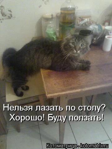 kotomatritsa_55m.webp