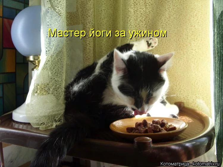kotomatritsa_dxB.webp