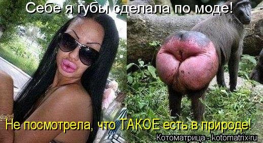 kotomatritsa_jL.jpg