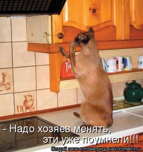 kotomatritsa_jt.webp