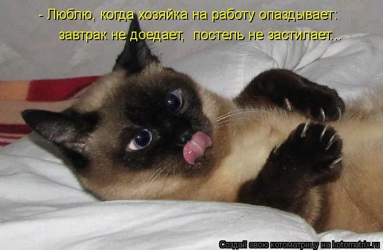 kotomatritsa_o.webp