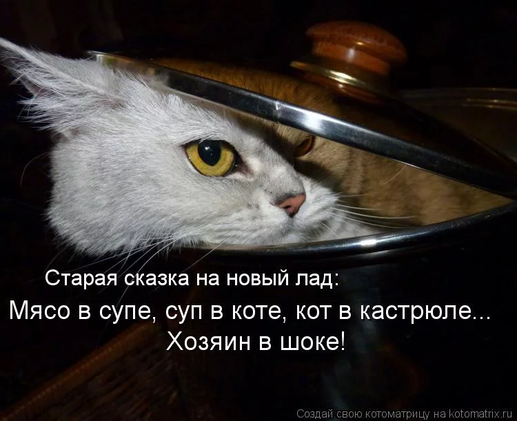 kotomatritsa_QT.webp