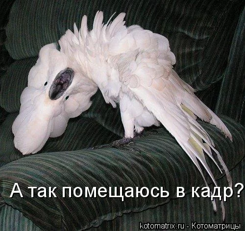 kotomatrix.webp