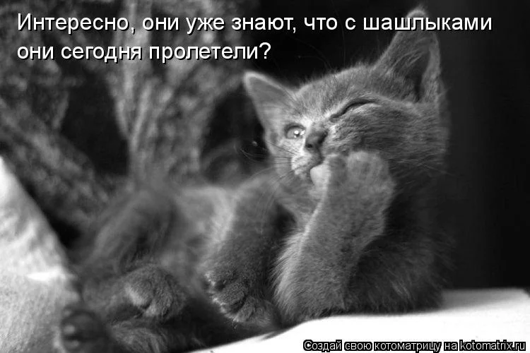 kotomatrix_04.webp