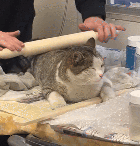 кототесто.gif