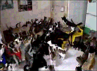 koty.gif