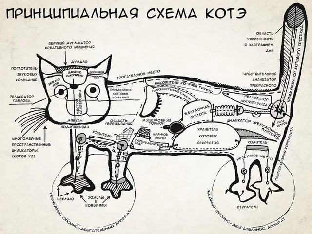 kotya.webp
