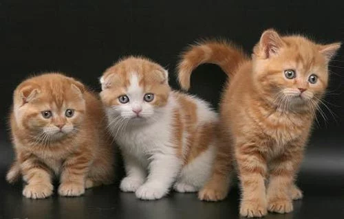 kotyata_scottish_fold11.webp