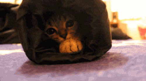 kotye1850411.gif