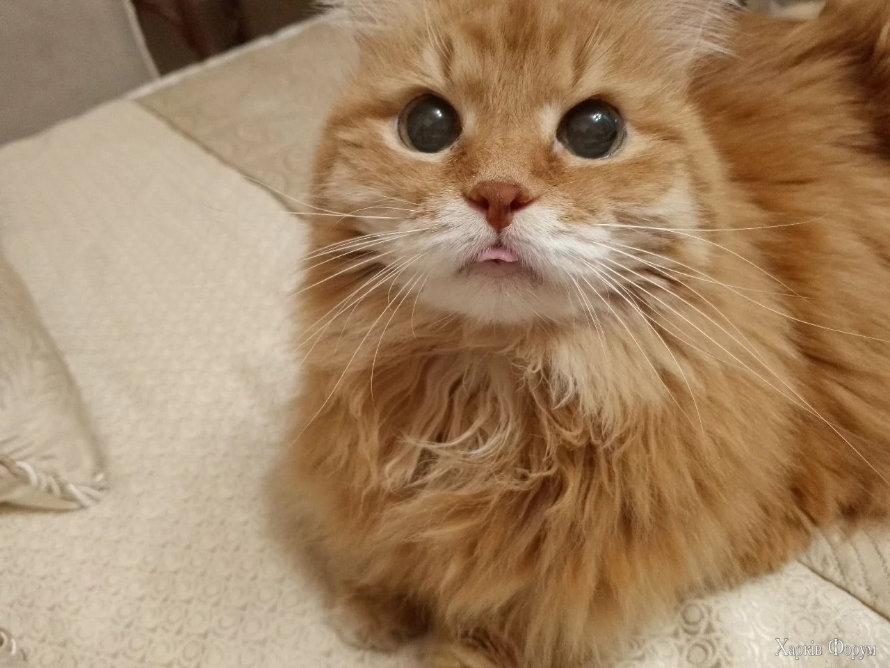  котик.webp