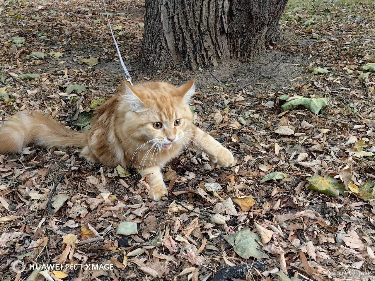  котик.webp