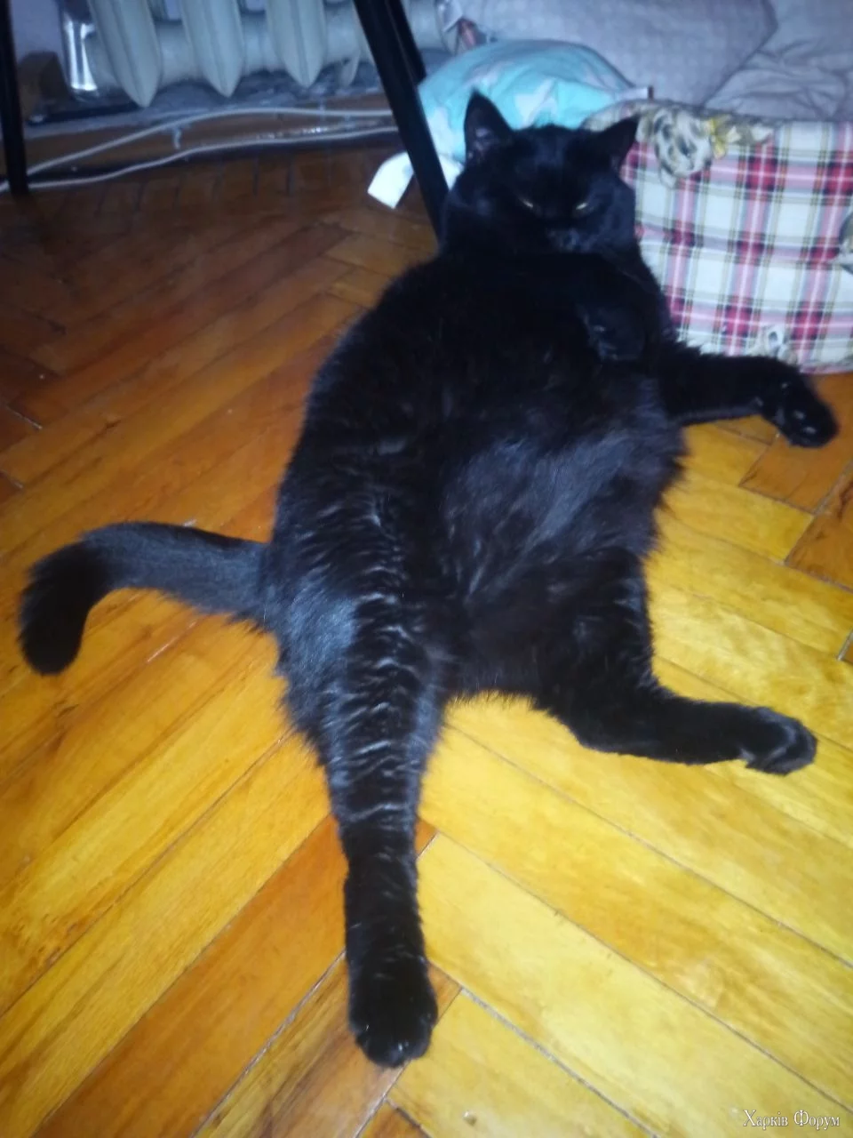  котик.webp