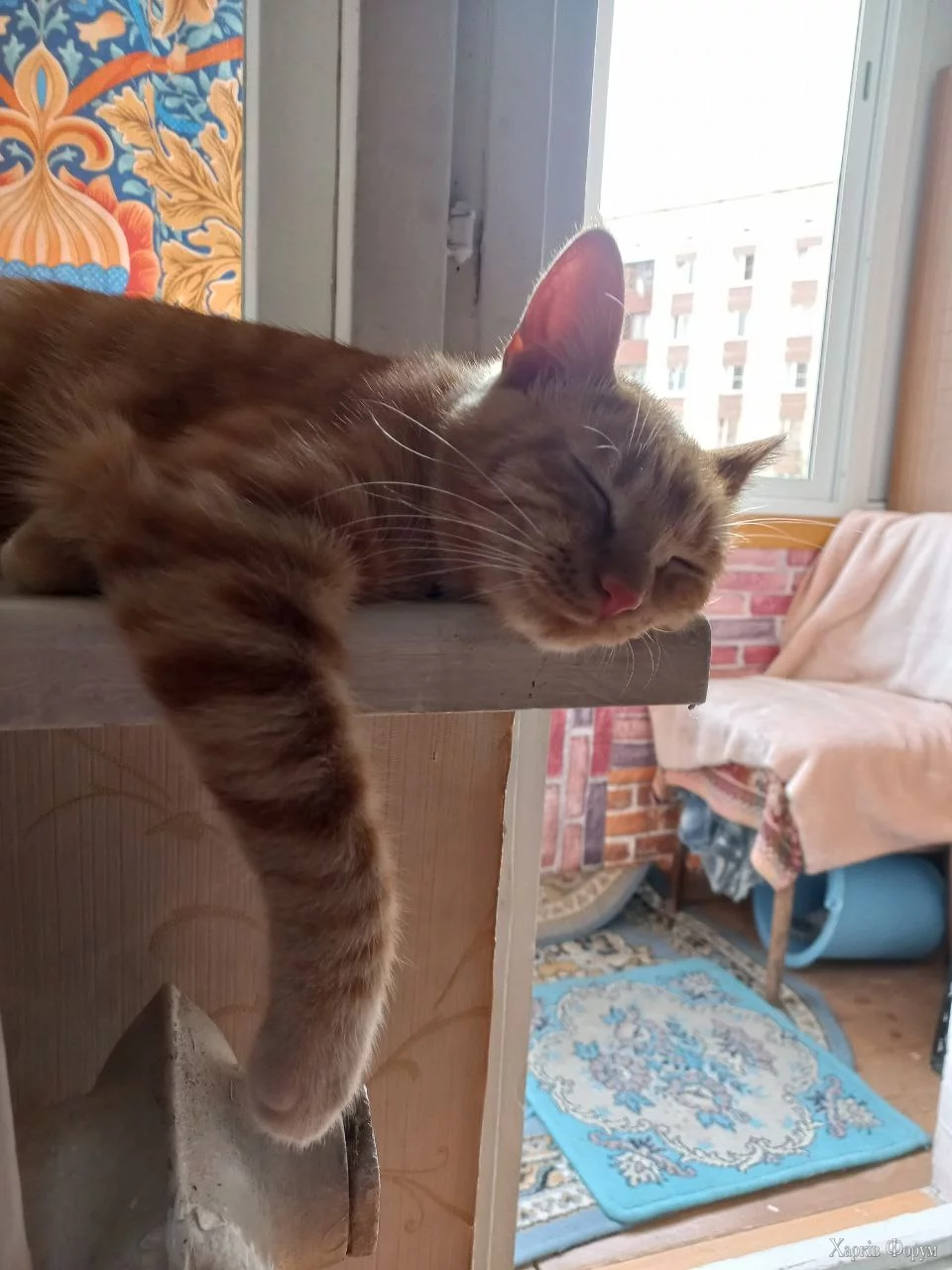  котика.webp