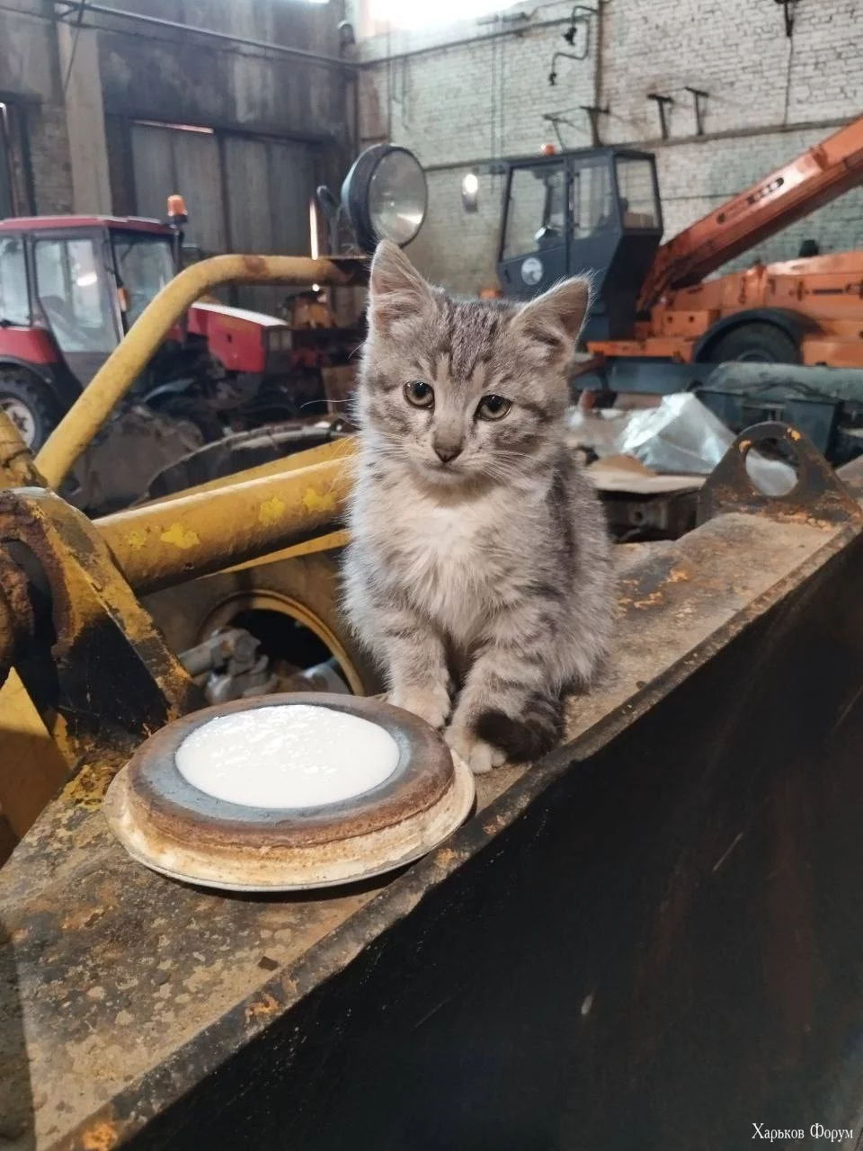 -котики-cats-8454389.webp