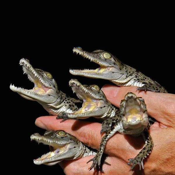 krokodil02.jpg