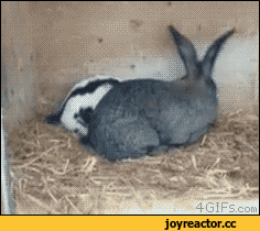 krolikNSFW2008181.gif