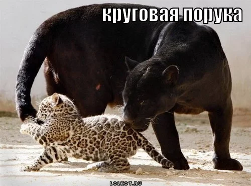 krugovaya-poruka_1357301816.webp
