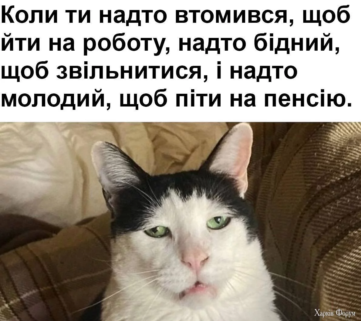  круг.webp