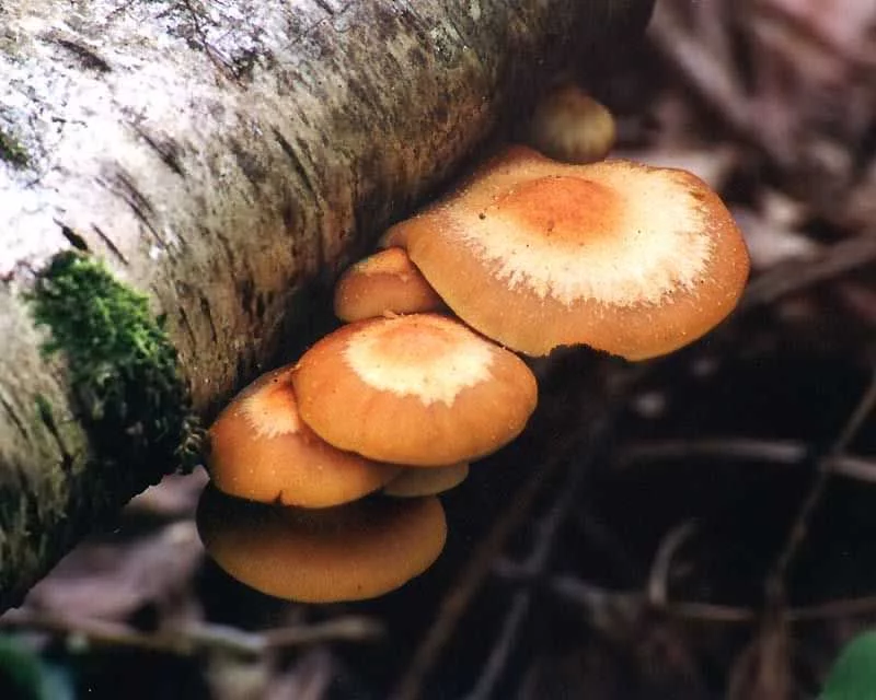 Kuehneromyces_mutabilis.webp