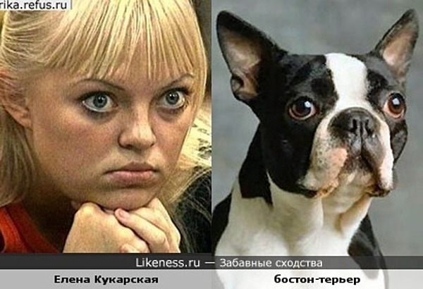 kukarskaya_dog_big.jpg