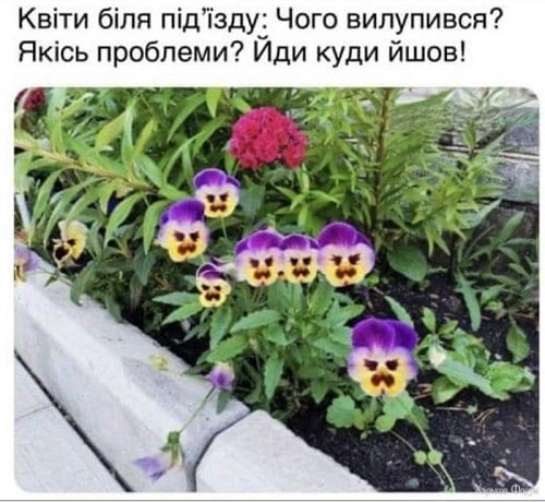 квіти_.jpg