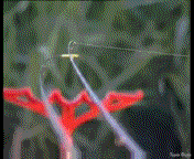 kviver.gif