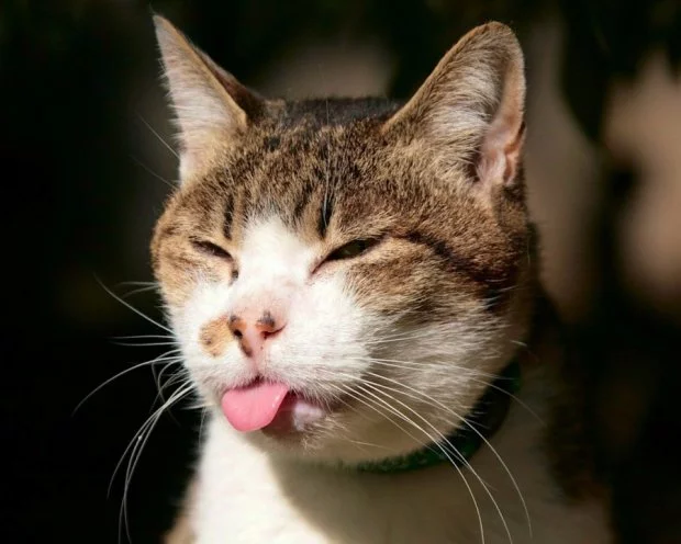 L1ViXYfCa4qPhLXAfhhdB0Bz8PESb9OiQWWkgurM.webp