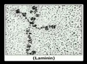 laminin-2-300x220.webp