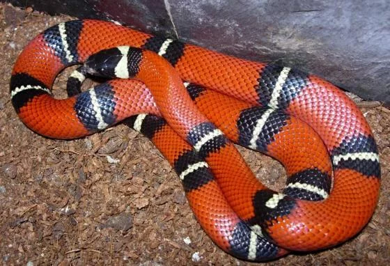 Lampropeltis-triangulum-03000016046_01.webp
