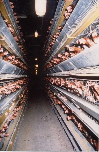 laying-hens4.webp