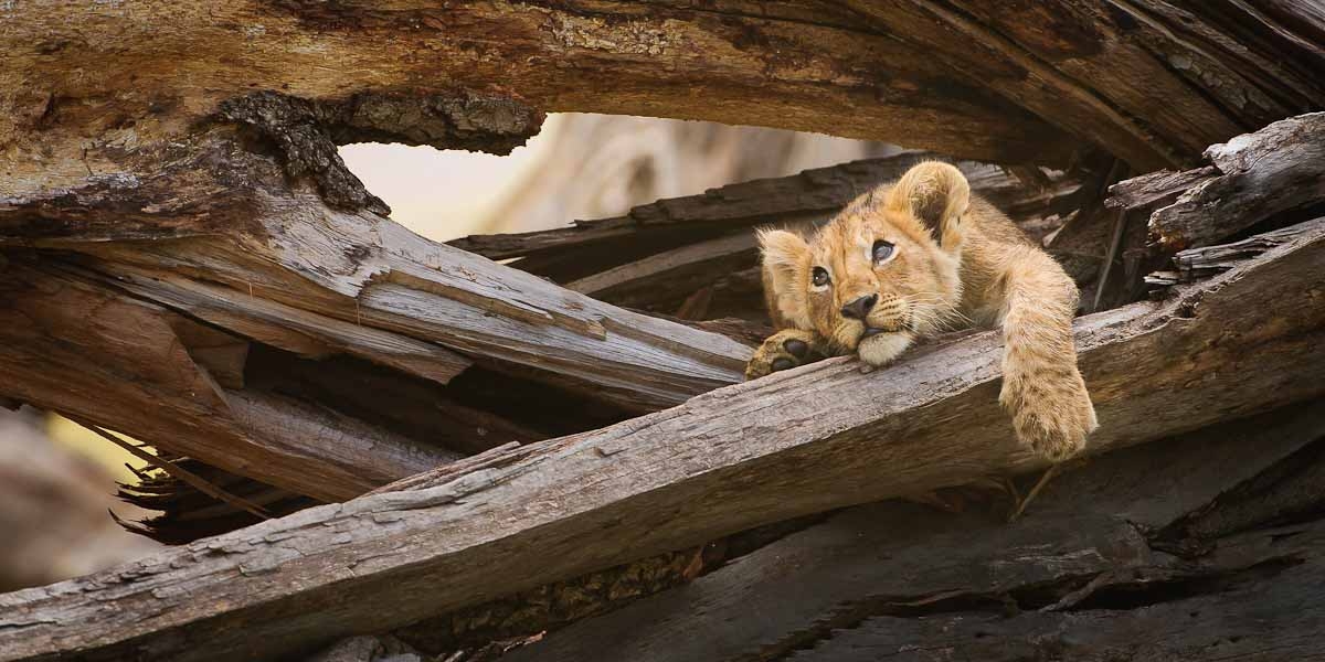 le+and+male+lion+beautiful+amazing+baby+lion+image.jpg