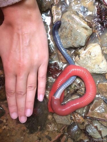 -leech-swallowing-up-the-kinabalu-v0-zeyb17gc9klc1.jpg