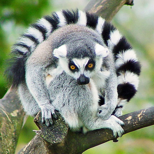 lemur.jpg
