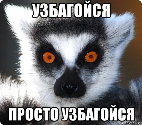 lemur_29252936_orig_.webp