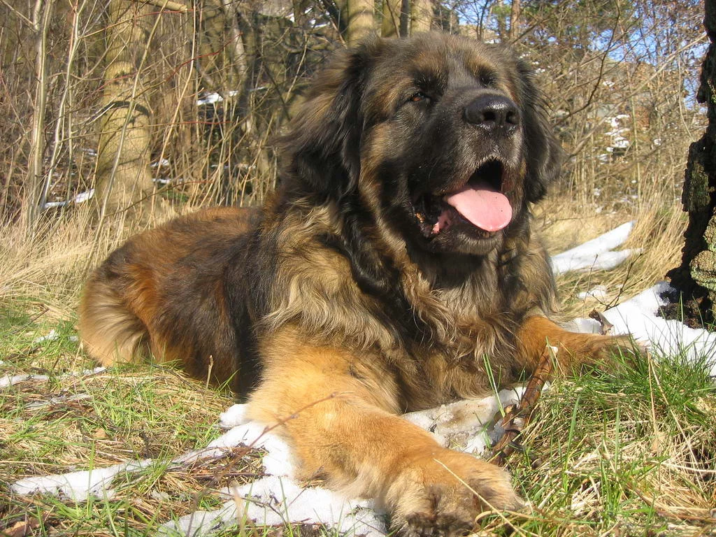 Leonberger_2.webp